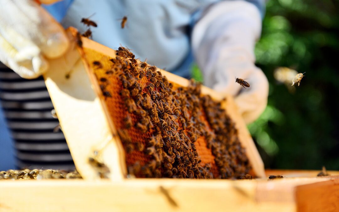 Introduction to Bee Keeping